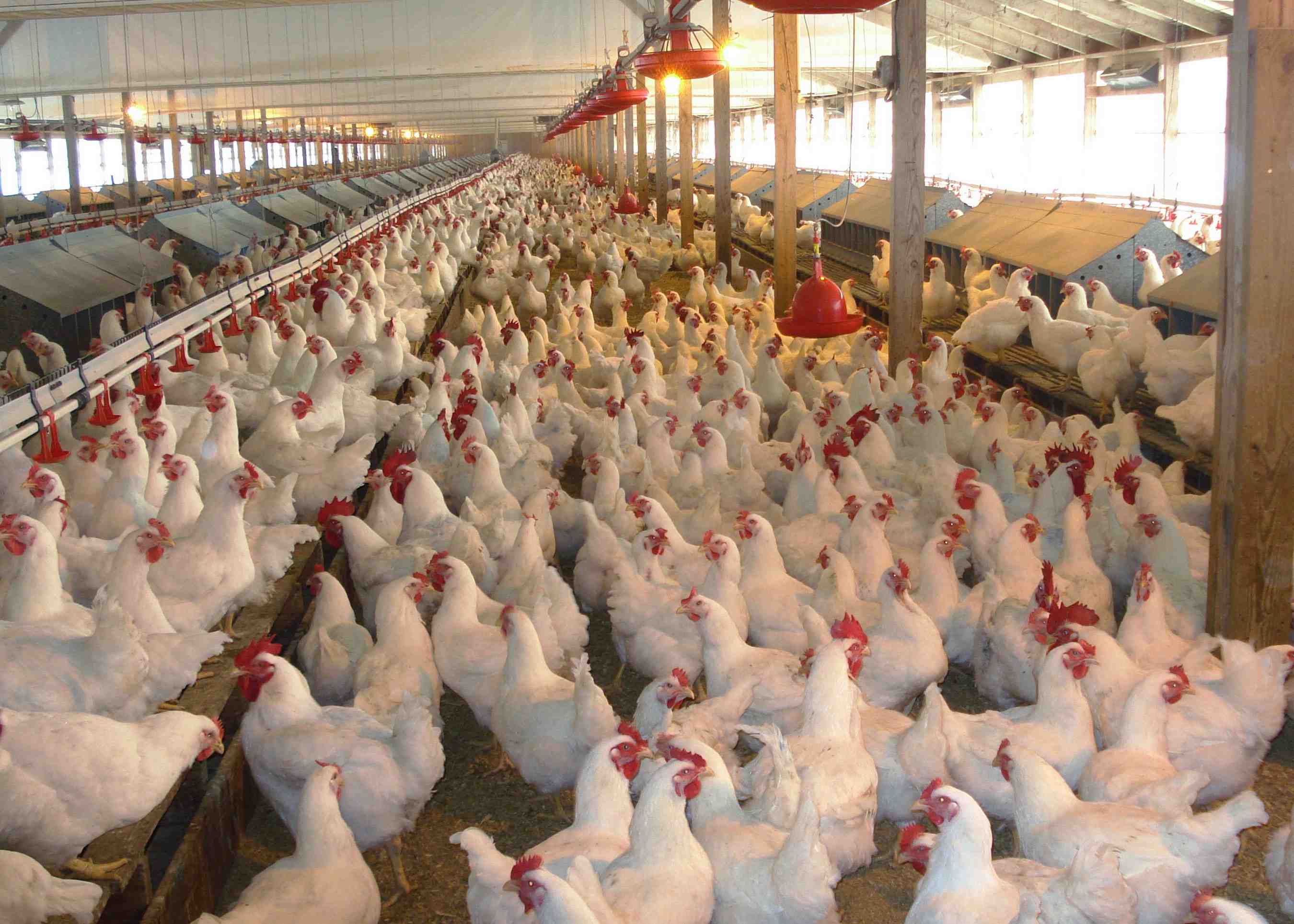 How to Start Poultry Farming in Nigeria
